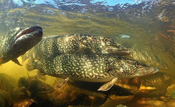Стартує двомісячник охорони водних біоресурсів