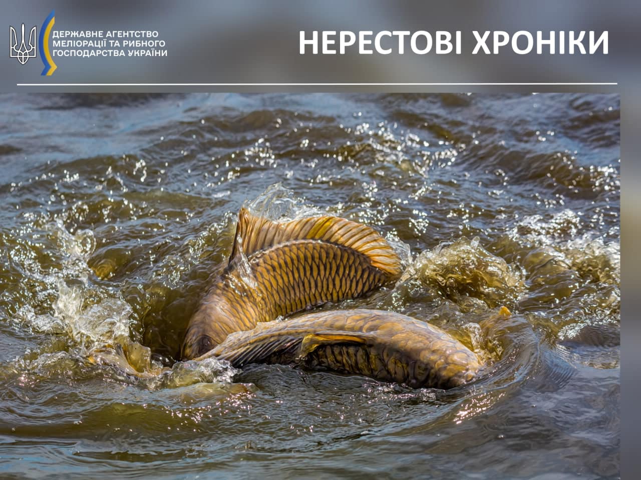 Нерестові хроніки