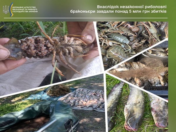 Держрибагентство: внаслідок незаконної риболовлі браконьєри завдали понад 5 млн грн збитків